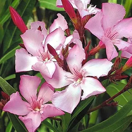 Oleander Hof